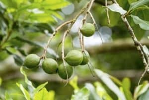 Macadamia Nüsse